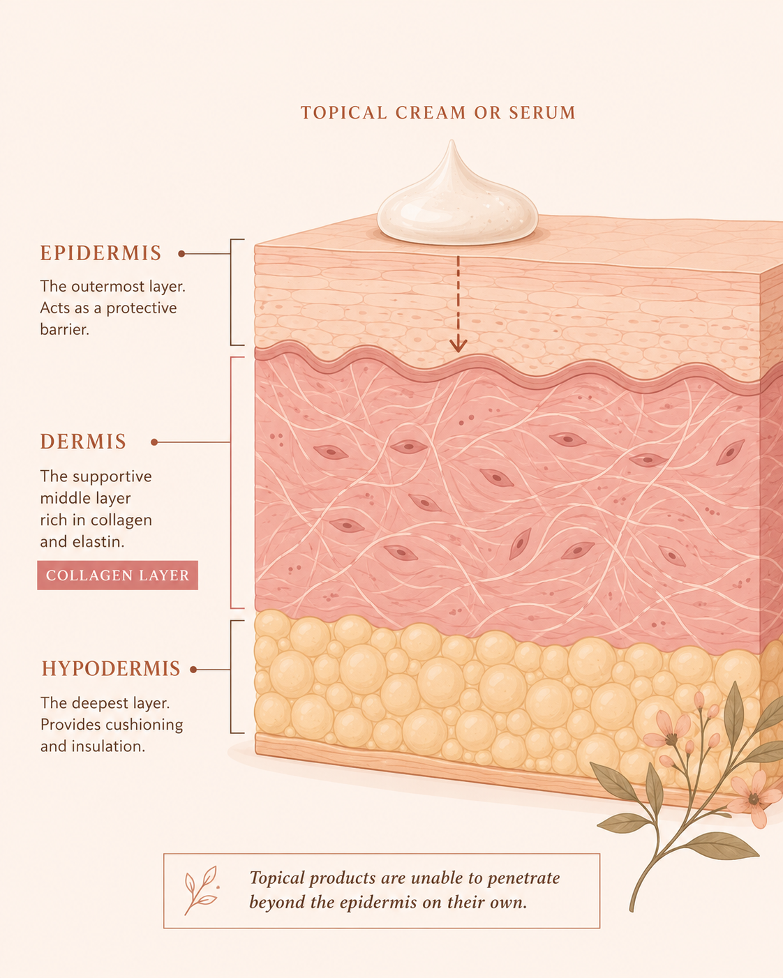 Skin cross-section diagram showing epidermis, dermis, and hypodermis layers